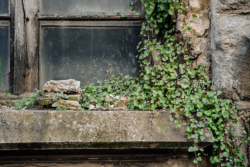 Old abandoned window with a climbing vine plant.